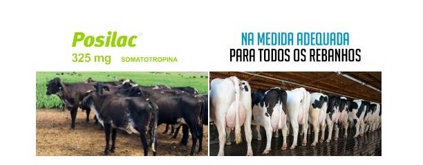 Você sabia que produção leiteira e reprodução podem melhorar juntas?