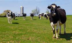 Perda de gestação em vacas Holandesas em lactação usadas com receptoras de embriões