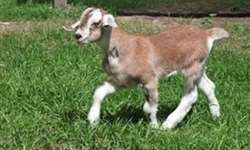 Brasileiros produzem primeira cabra clonada e transgênica da América Latina