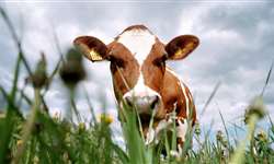 As vacas pararam de poluir?