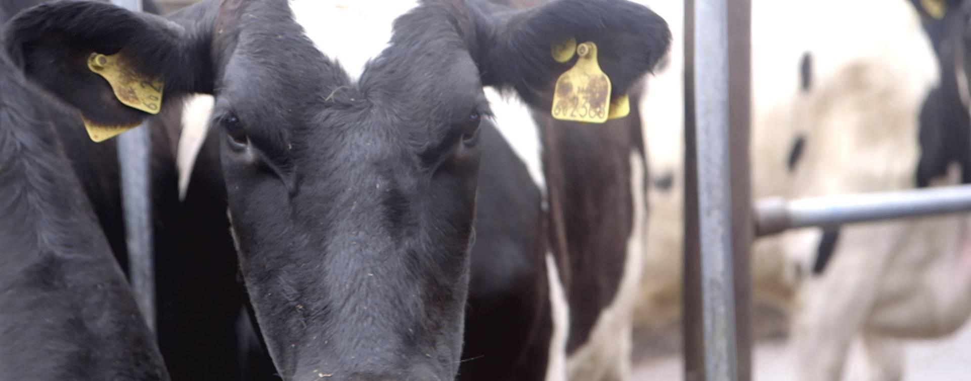 [AO VIVO] Evento on-line gratuito: entendendo a tripanossomose bovina