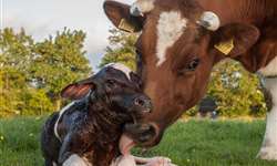 Preferência por local de parição e comportamento de vacas leiteiras no pré-parto