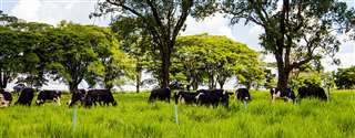 Limitações nutricionais de vacas em lactação mantidas em pastagens bem manejadas