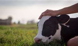 Distocia: existe diferença nas causas entre vacas e novilhas?