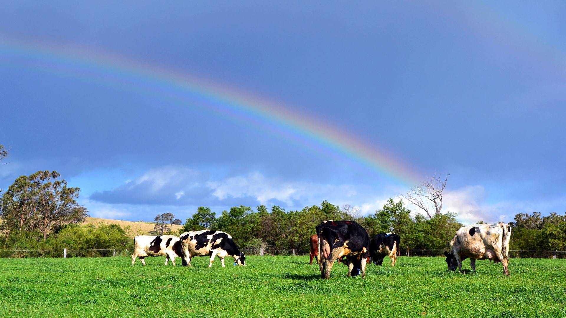 Bem-estar animal: mais que uma demanda de mercado, um impulso em produtividade. HOJE, às 15h!
