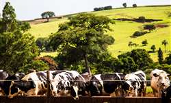 Como o comportamento ingestivo de bovinos leiteiros pode influenciar na produção do rebanho?