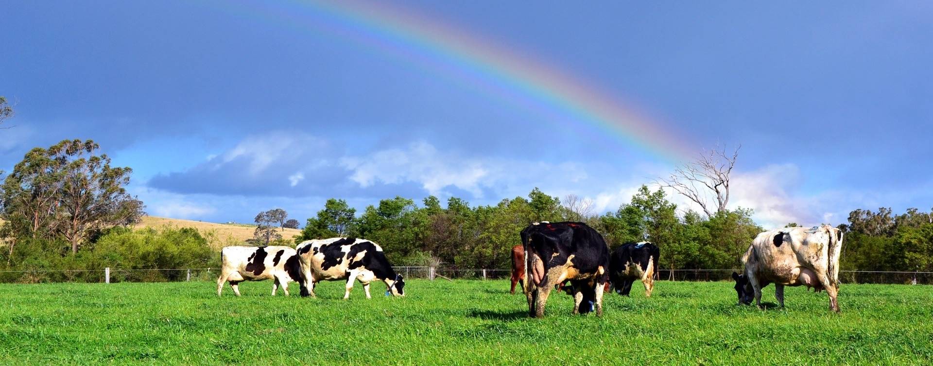 Lactalis tem 900 fazendas certificadas por bem-estar animal na Espanha
