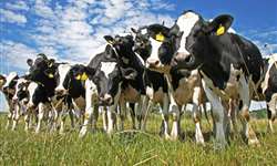 Como a ocorrência de doenças influencia na produtividade de vacas leiteiras?