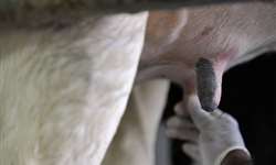 Acúmulo de leite nas glândulas mamárias durante secagem gera desconforto às vacas, alerta