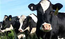 Quanto a mastite clínica afeta o desempenho reprodutivo de vacas leiteiras?