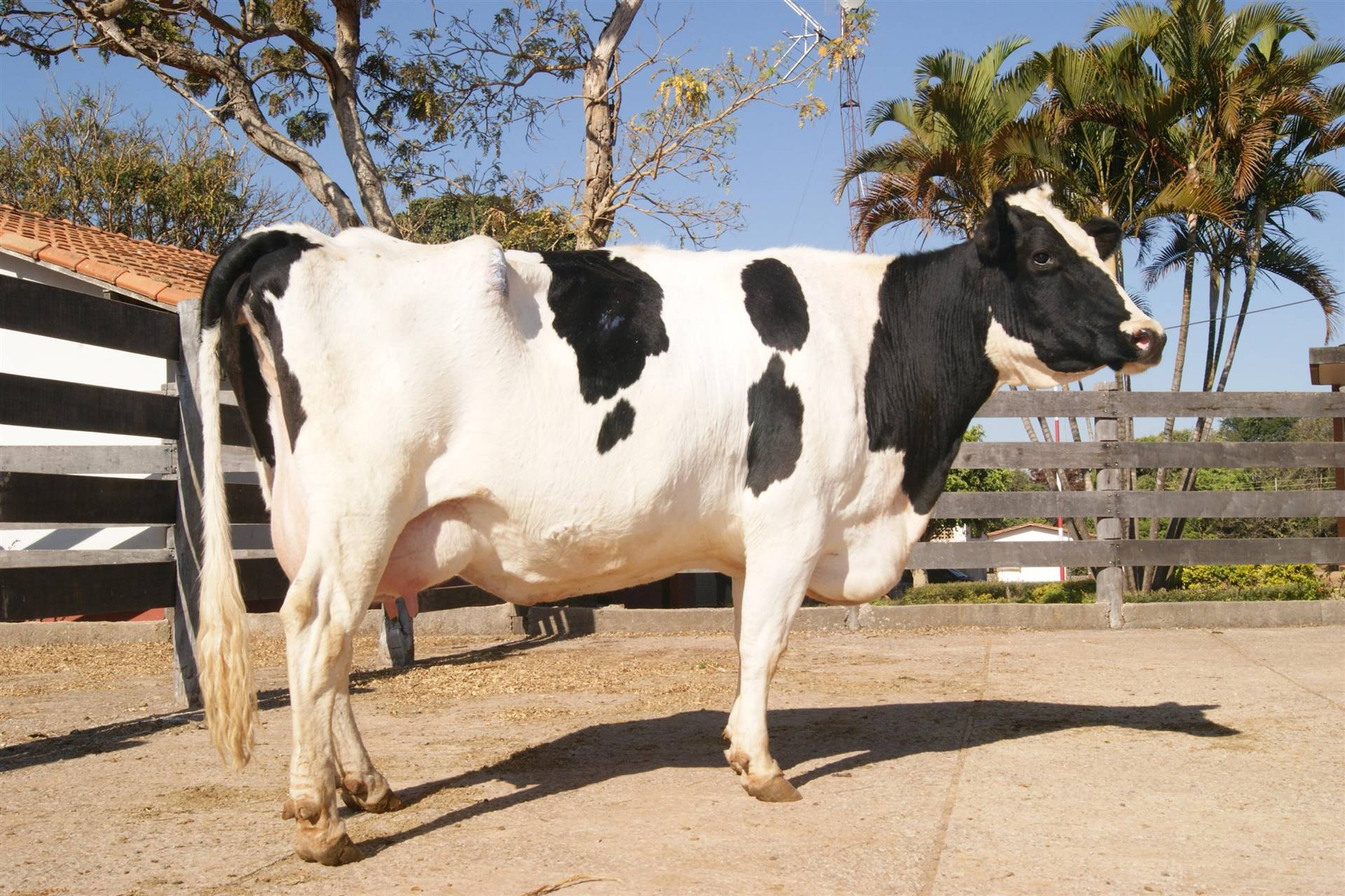 Morre Lenda, primeira vaca clonada a chegar na fase adulta