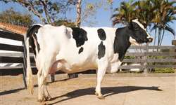 Morre Lenda, primeira vaca clonada a chegar na fase adulta