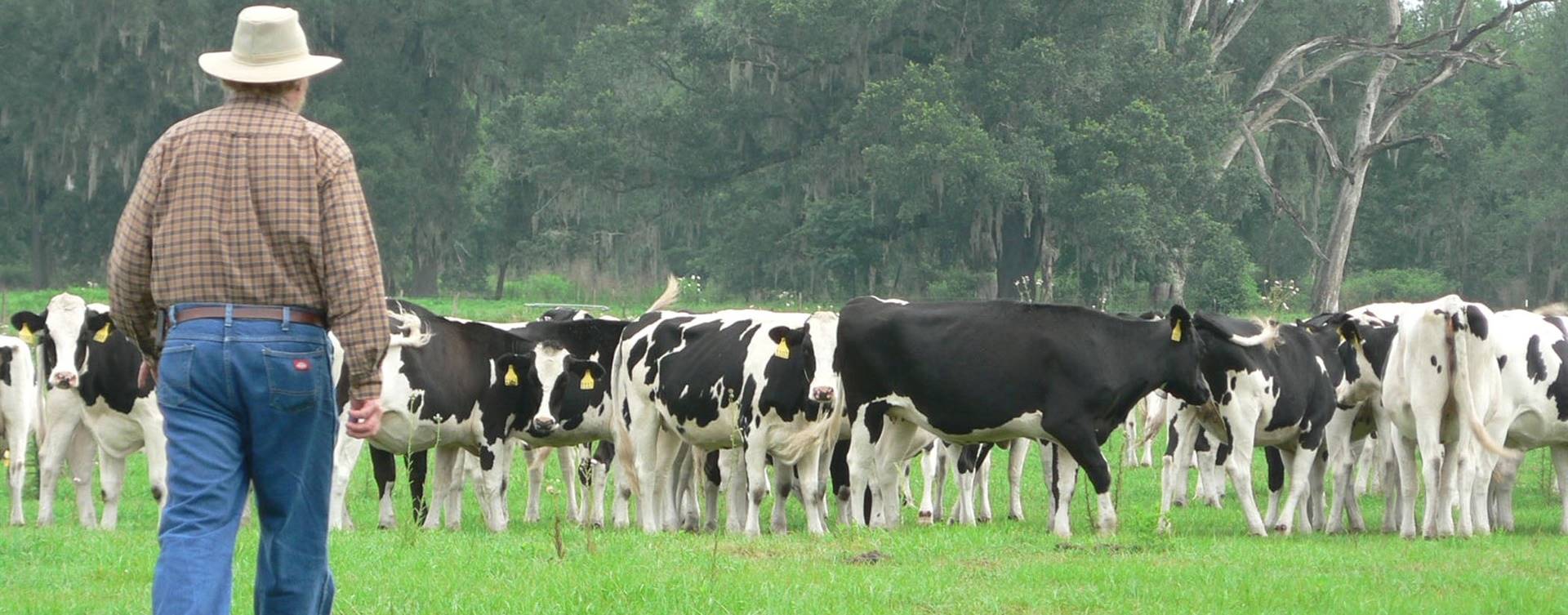 Produtores de leite divulgam manifesto pedindo apoio urgente do governo para enfrentar a crise