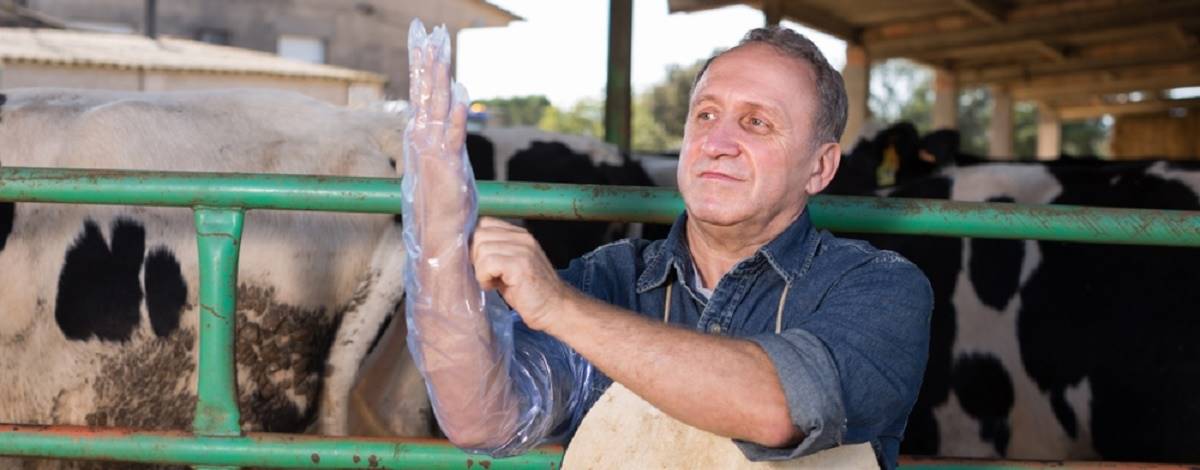 Implicações da alta taxa de prenhez nas estratégias de manejo reprodutivo