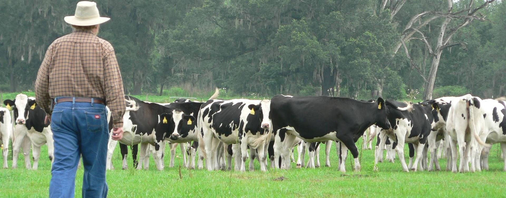 MT: em protesto contra o preço, produtores cortam entrega de leite aos laticínios