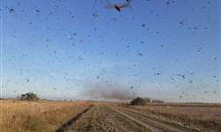 Nuvem de gafanhotos ameaça plantações no Sul do Brasil