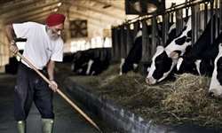 Setor lácteo da Índia recebe 150 bilhões de rúpias do governo do país