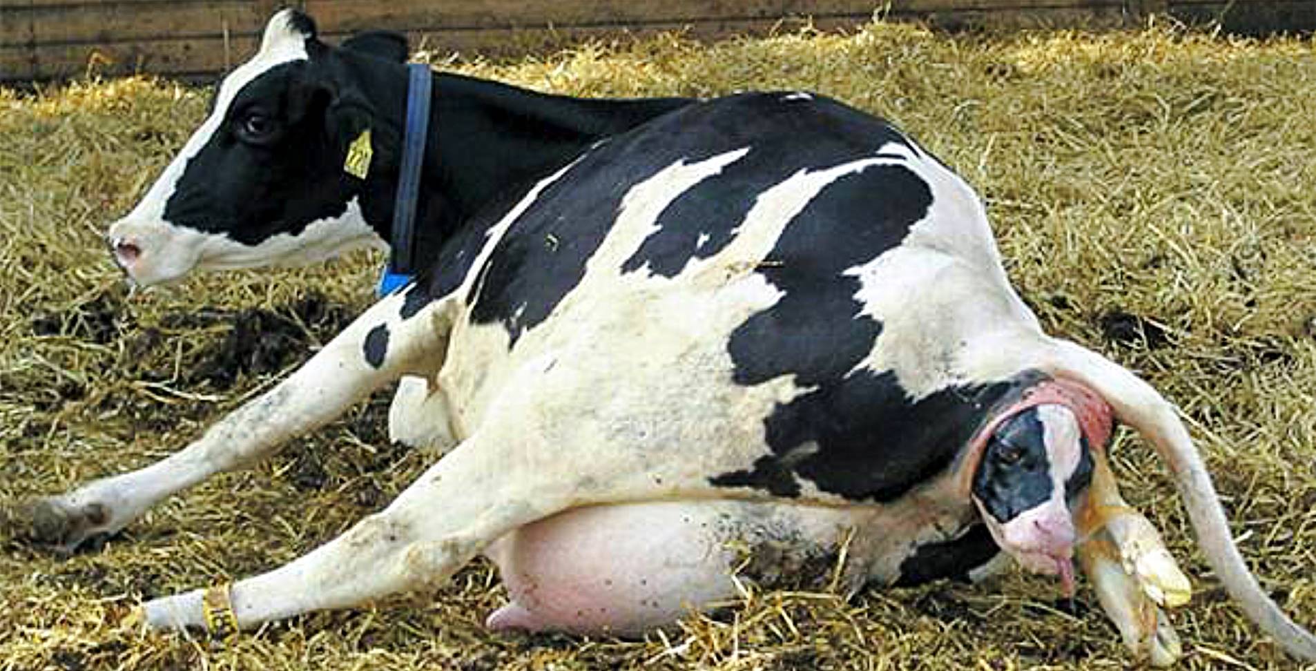 Associação entre atraso na cura clínica de metrite e descarte em vacas leiteiras