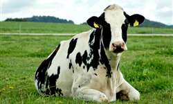 Conforto da vaca é a coisa mais importante que você pode fazer para evitar problemas de casco
