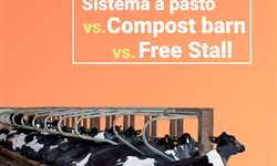 Pastagem, compost barn ou free stall: qual o melhor sistema para a produção de leite?