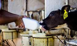 Os maiores produtores de leite utilizam sucedâneos lácteos na criação de bezerras