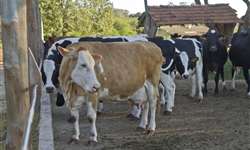 As 7 principais dúvidas sobre tripanosomose bovina no campo