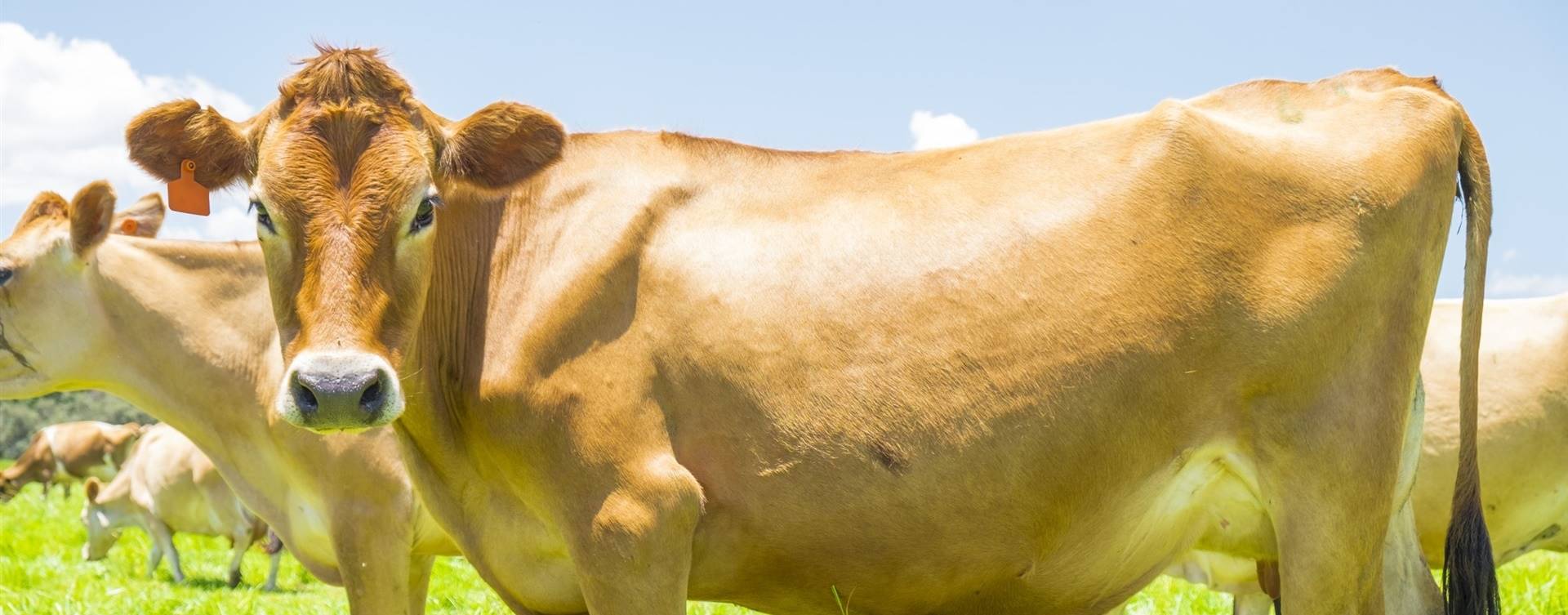 Associação gaúcha lança a ação "Mais Jersey Registrado no RS"