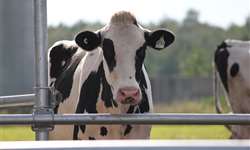 Quanto vale uma vaca Holandesa?