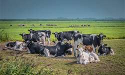 Gargalos na produção leiteira: relação produtor, fornecedores e laticínio