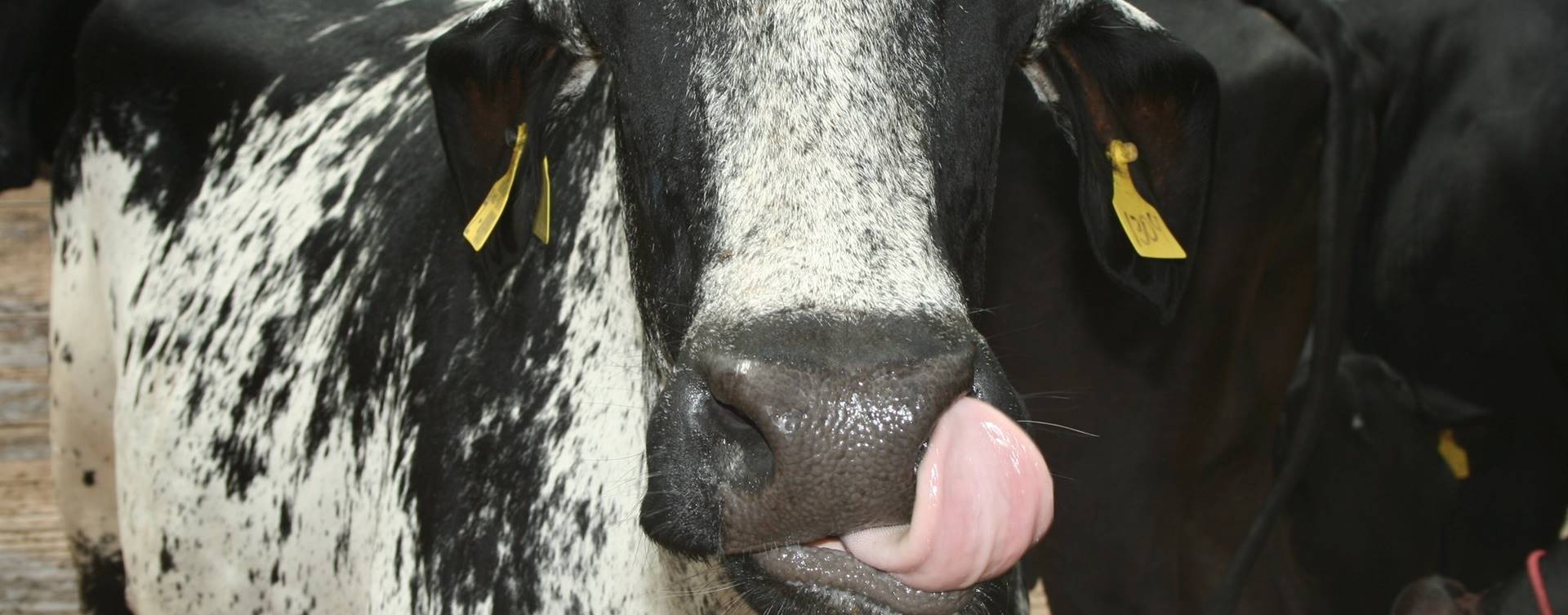 Vacas que limpam umas às outras são mais amigas, segundo pesquisa