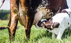 Terapia antimicrobiana da doença respiratória em bezerras e vacas