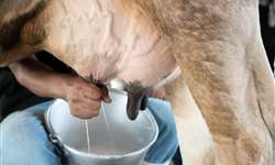 É possível produzir mais gordura no leite no rebanho?