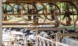 Resfriamento de vacas secas: benefícios econômicos no Brasil