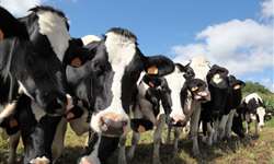 Micotoxinas e seus efeitos no gado leiteiro