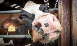 Medidas de biosseguridade em fazendas leiteiras