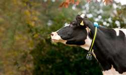 O que os produtores de leite podem fazer para permanecer na atividade de forma competitiva?