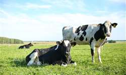Por que ter um plano genético na fazenda de leite a pasto?