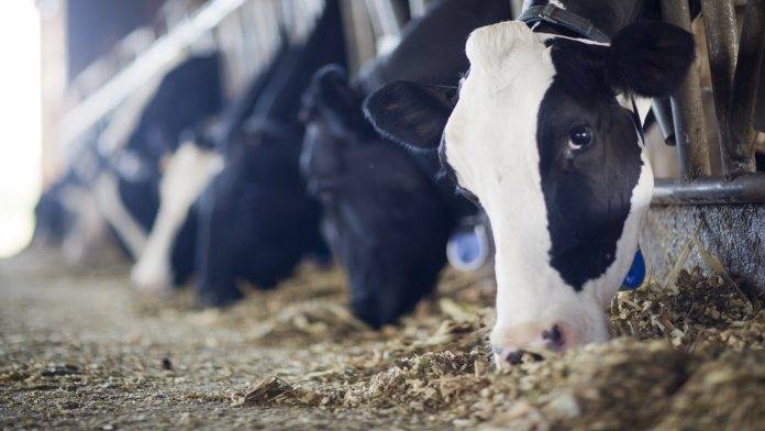 Dietas catiônicas: quais os benefícios no pós-parto?