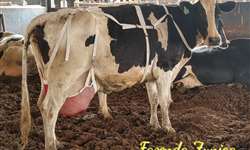 Você já viu vacas usando sutiã? Conheça o artefato usado na Fazenda Zuniga