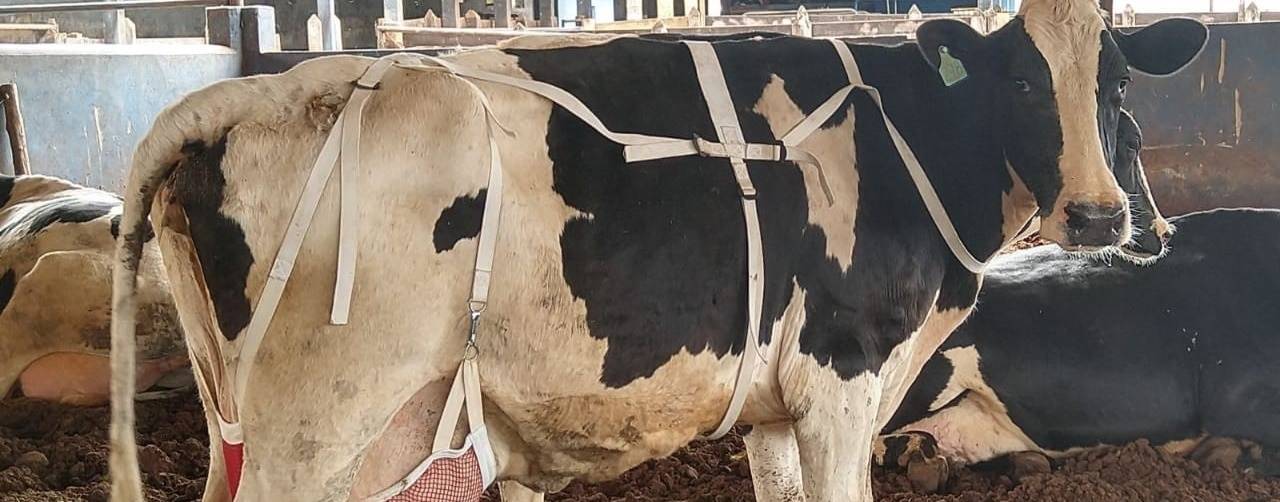 Você já viu vacas usando sutiã? Confira!