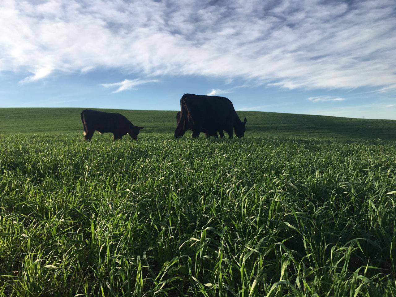 Manejo do pasto usando altura: há um alvo?