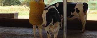 Enriquecimento ambiental para vacas leiteiras