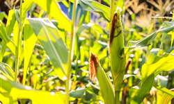 Híbrido stay green: quais são as vantagens na produção de silagem de milho?