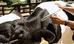 Primeira etapa de vacinação contra a febre aftosa já imunizou 166 milhões de animais