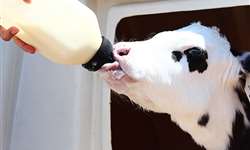 Diâmetro dos bicos e temperatura do leite: qual a relação com o beber ruminal?