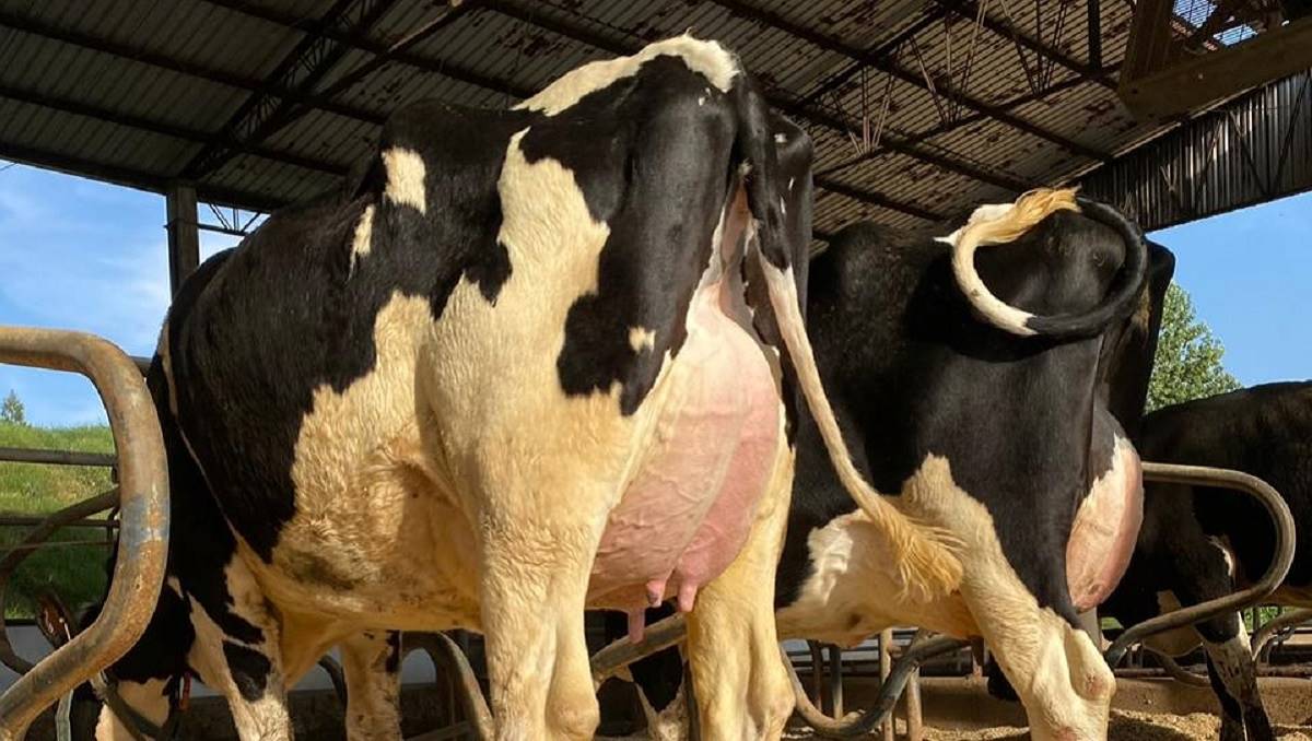 24% de taxa de prenhez média é possível? A Engenho Velho mostra como
