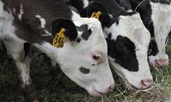 Como mitigar os impactos das doenças respiratórias bovinas?