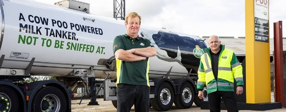 Arla testa combustível para veículos produzido com dejetos de vacas leiteiras