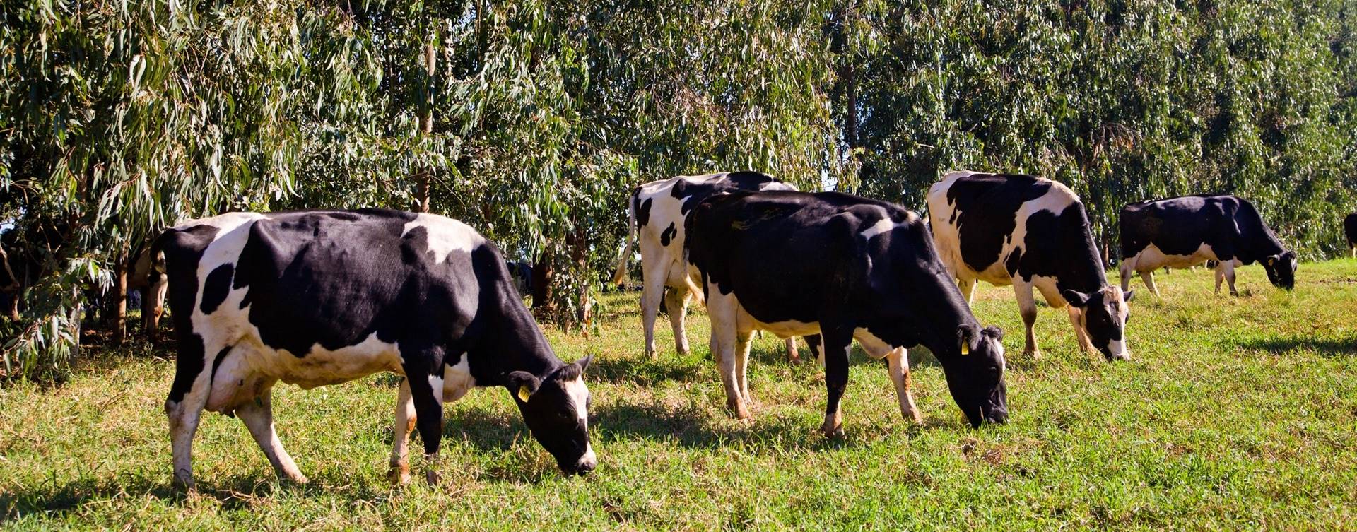 Preço ao produtor de leite da Argentina é o mais baixo do mundo
