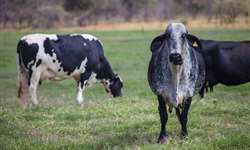 Escore de posição do útero e seus efeitos na reprodução de vacas leiteiras mestiças